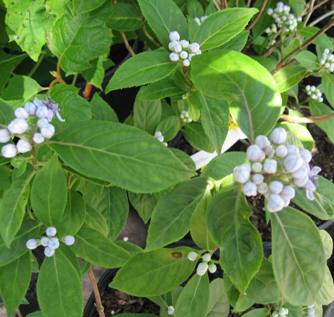 Evergreen Hydrangea
